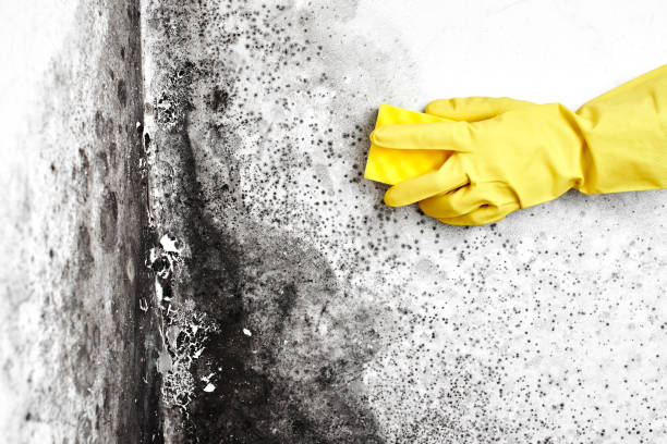 Best Mold Remediation for Healthcare Facilities  in Franklin, MI